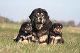 DOGUE DU TIBET 529